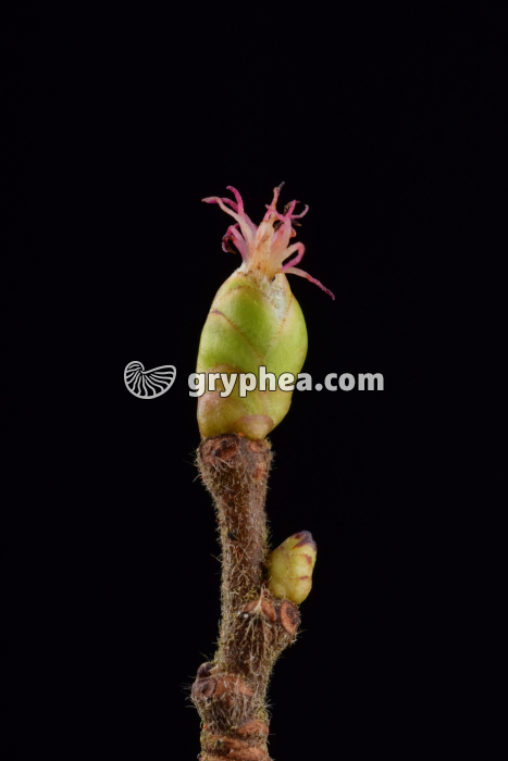 Noisetier (Corylus avellana) - Fleur femelle épanouie - gryphea.com